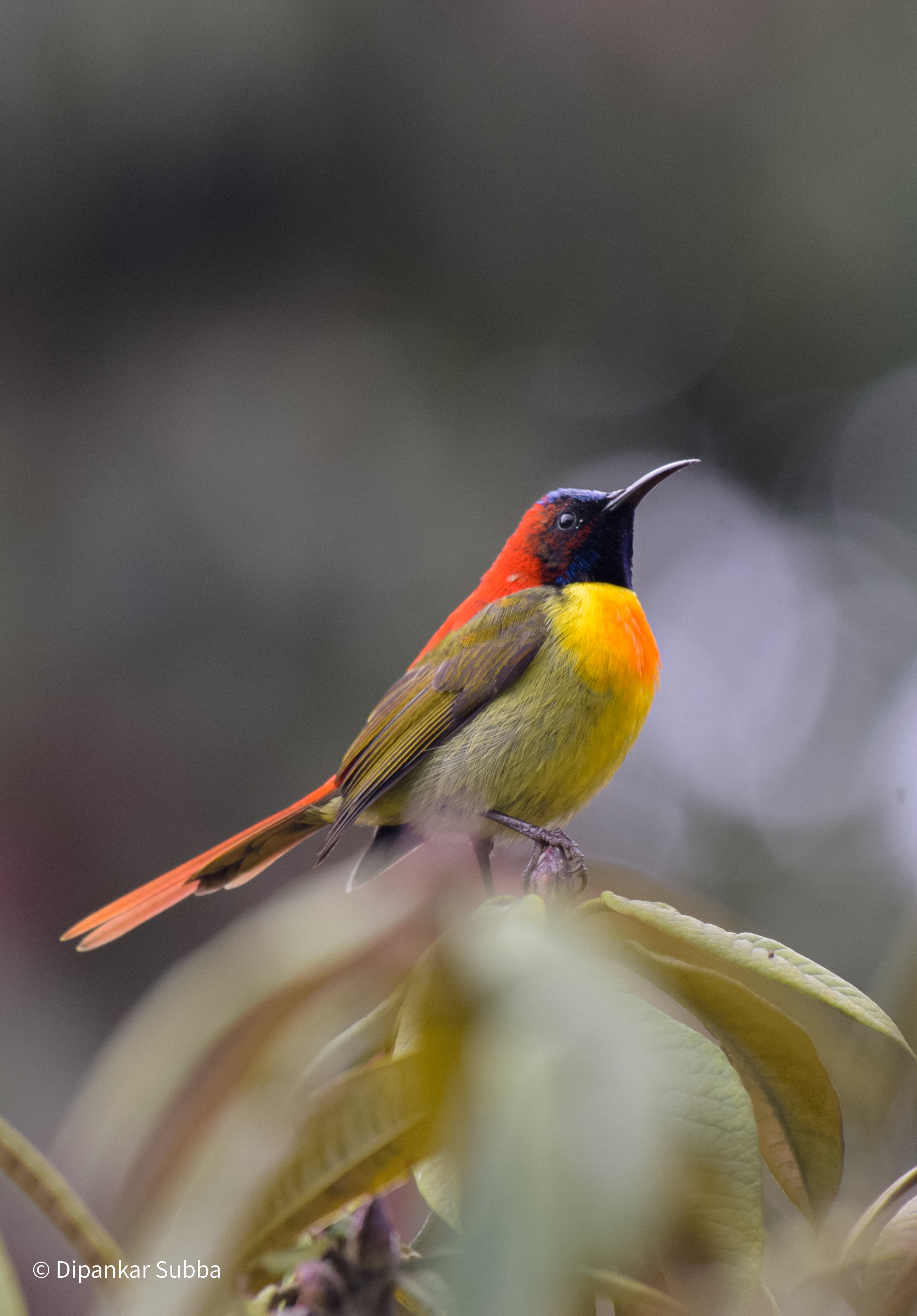 Fire Breasted Sunbird